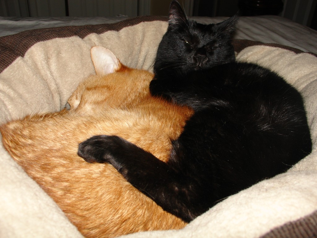 My Elderly Cat Signs the End is Near