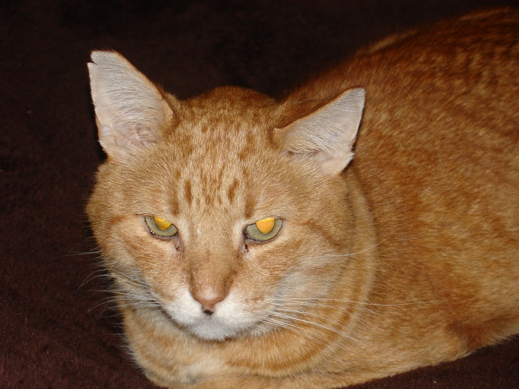 My Elderly Cat Signs the End is Near