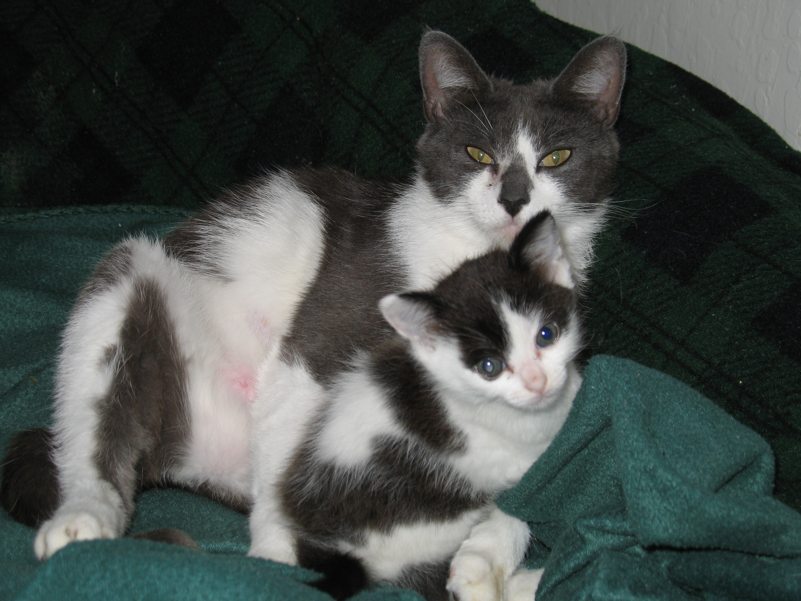 Fostering Mama Cat and Kitten From Misery to a New Home Homeless to