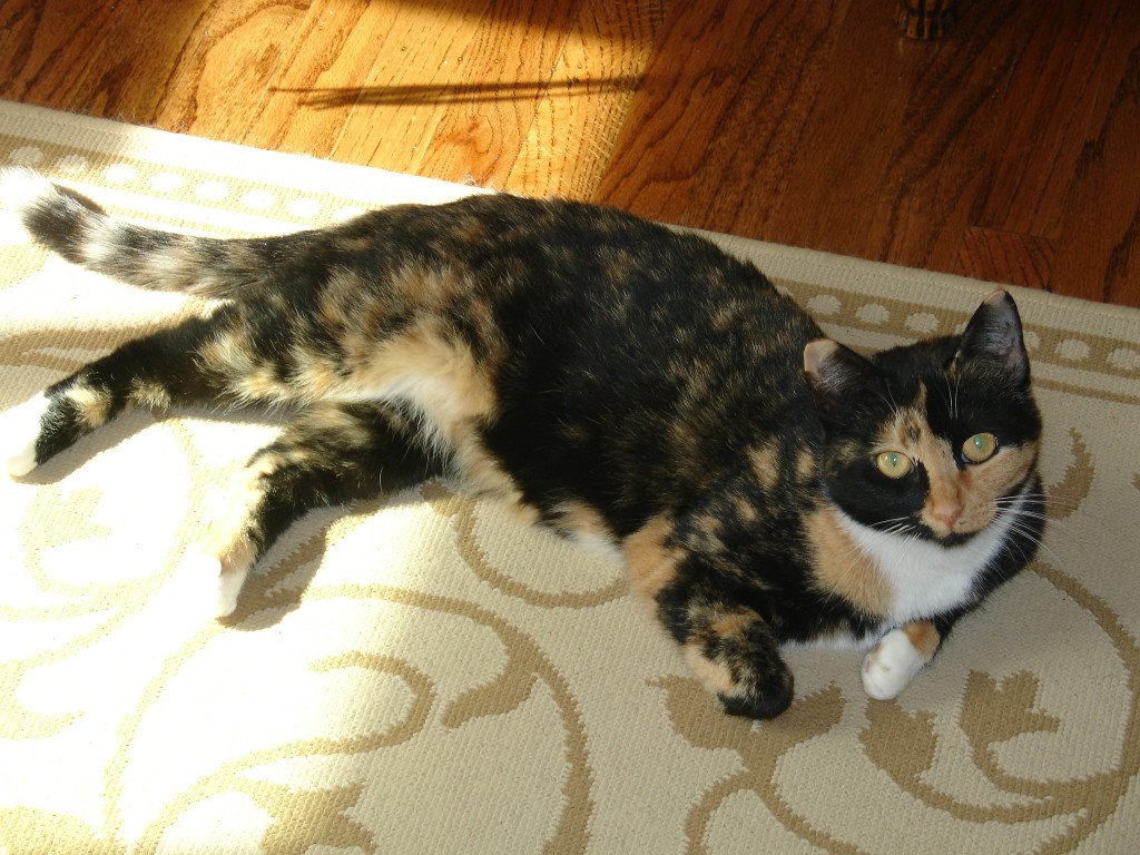 AnesthesiaFree Dental Cleaning for Cats — Warning, Proceed with