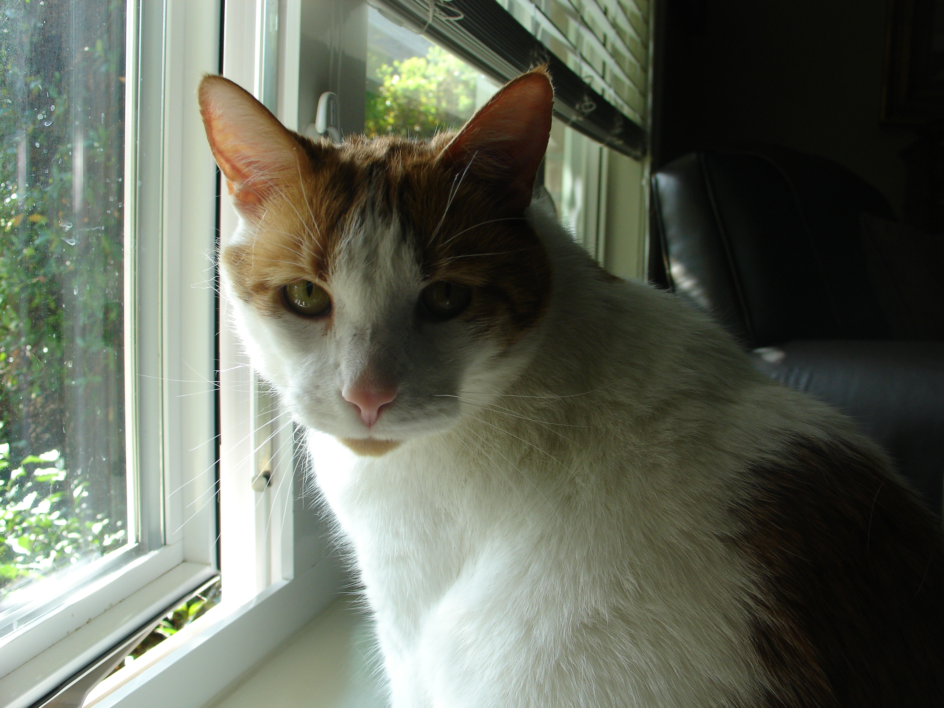 Top Dangers for Cats in the Home