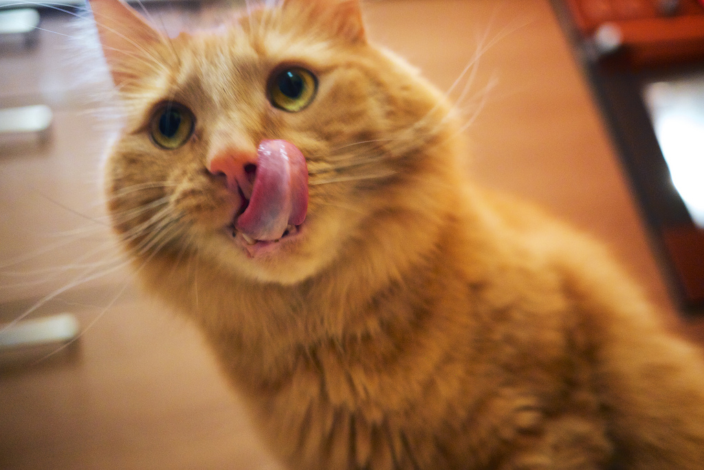 Reasons To Follow Cat Food Expiration Or Best By Dates