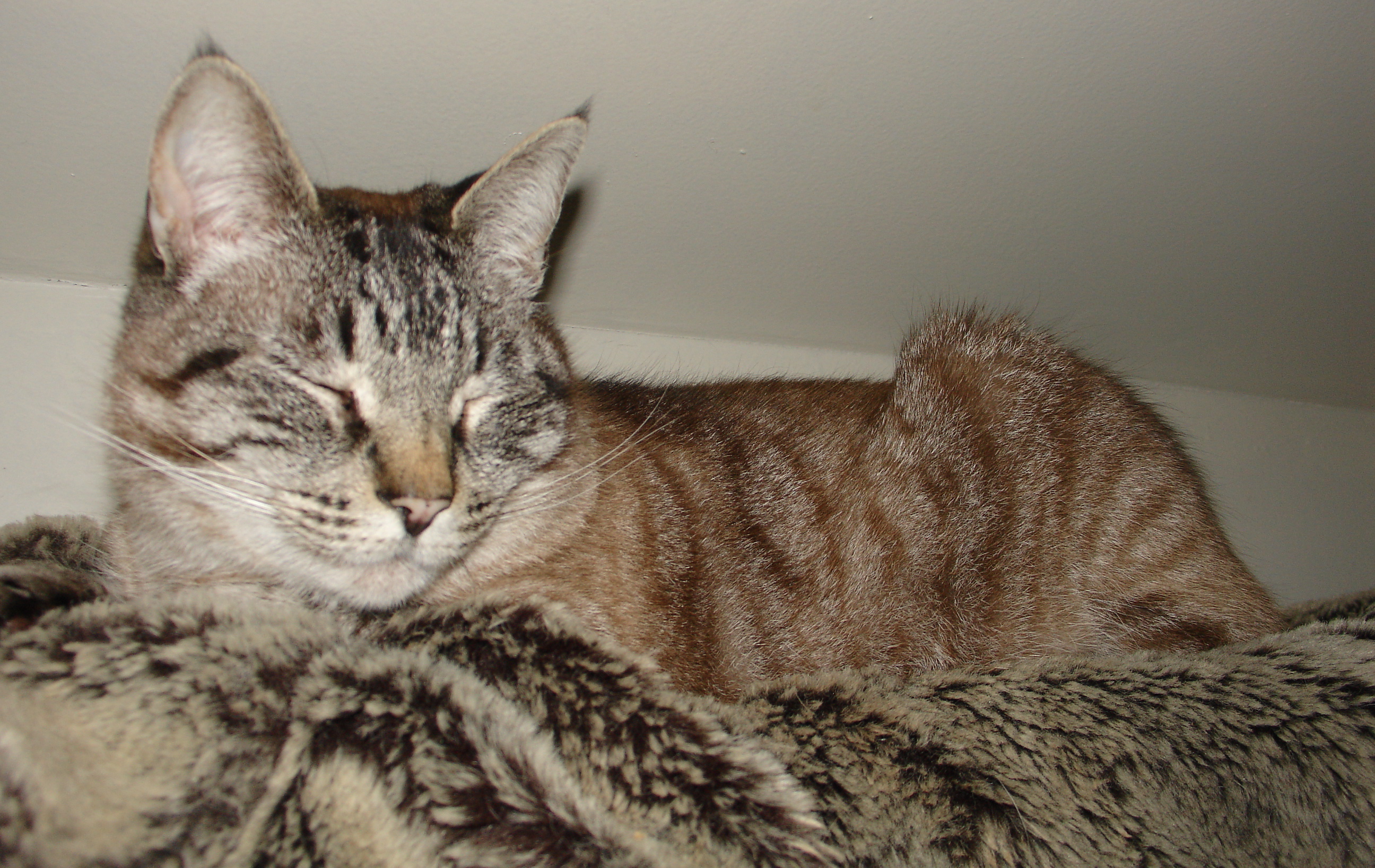 The Importance of Annual Physical Exams for Cats