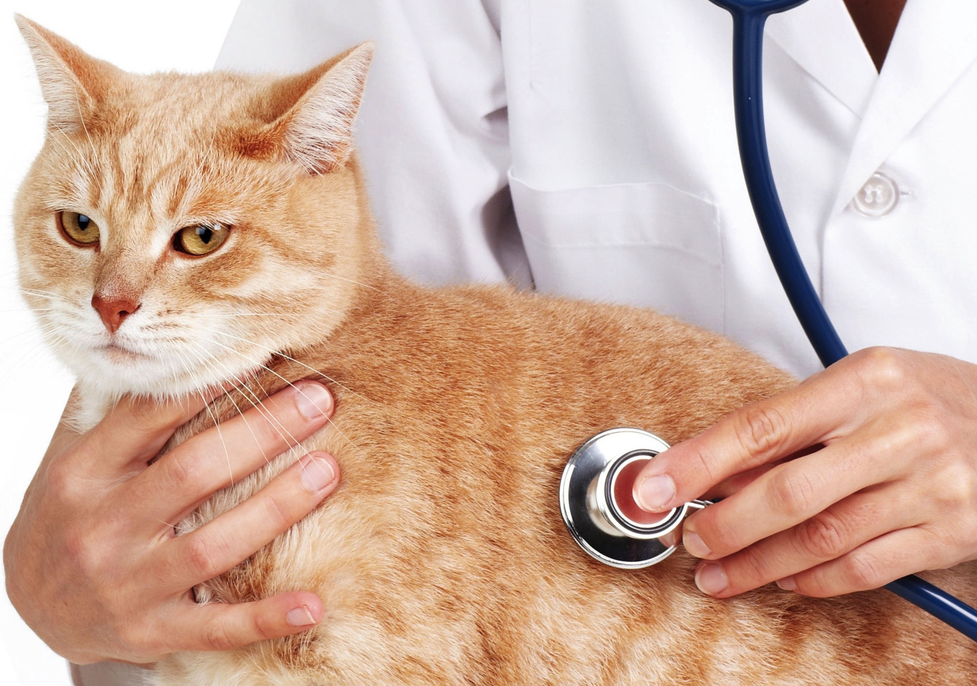How to Afford the Cost of Veterinary Care