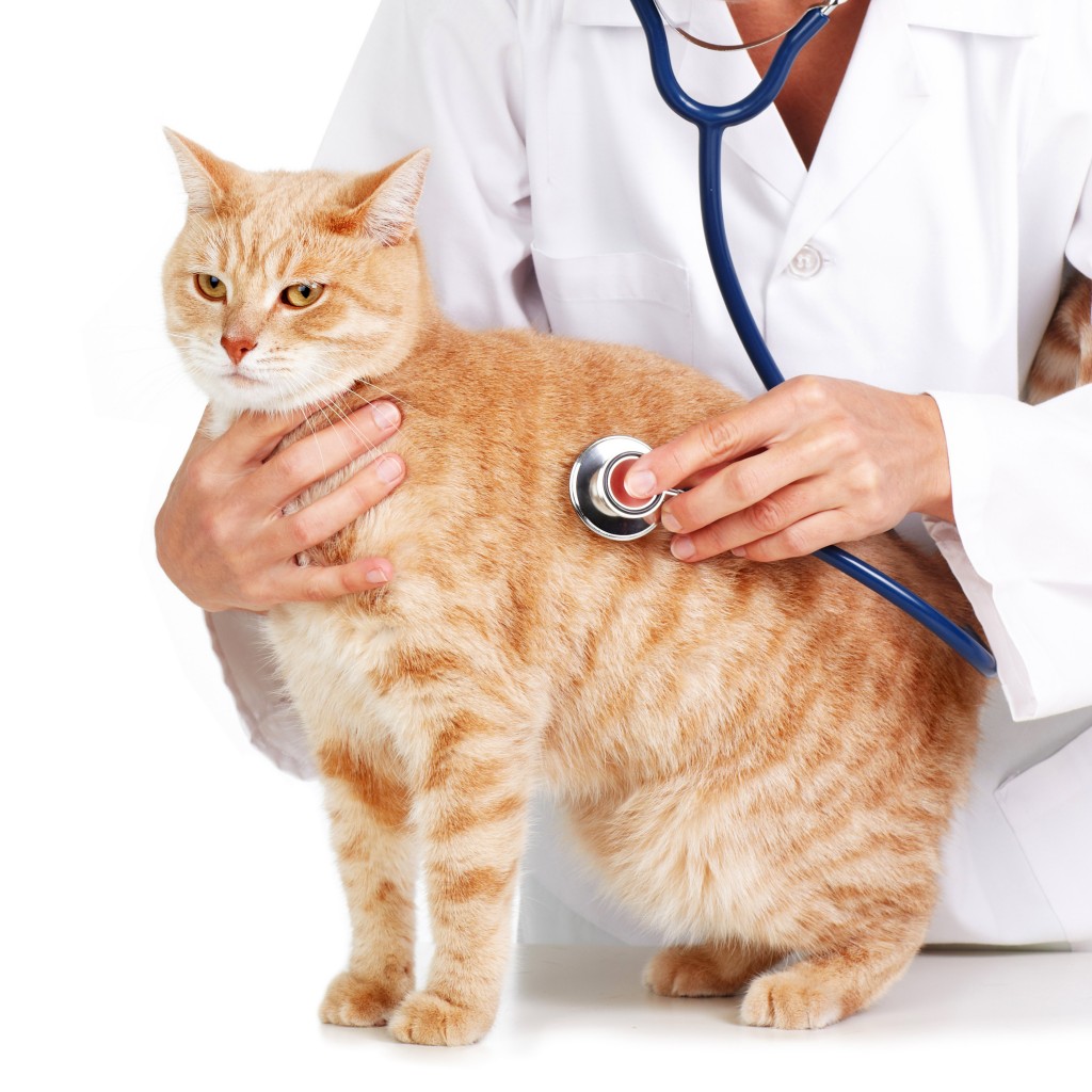 How to Afford the Cost of Veterinary Care