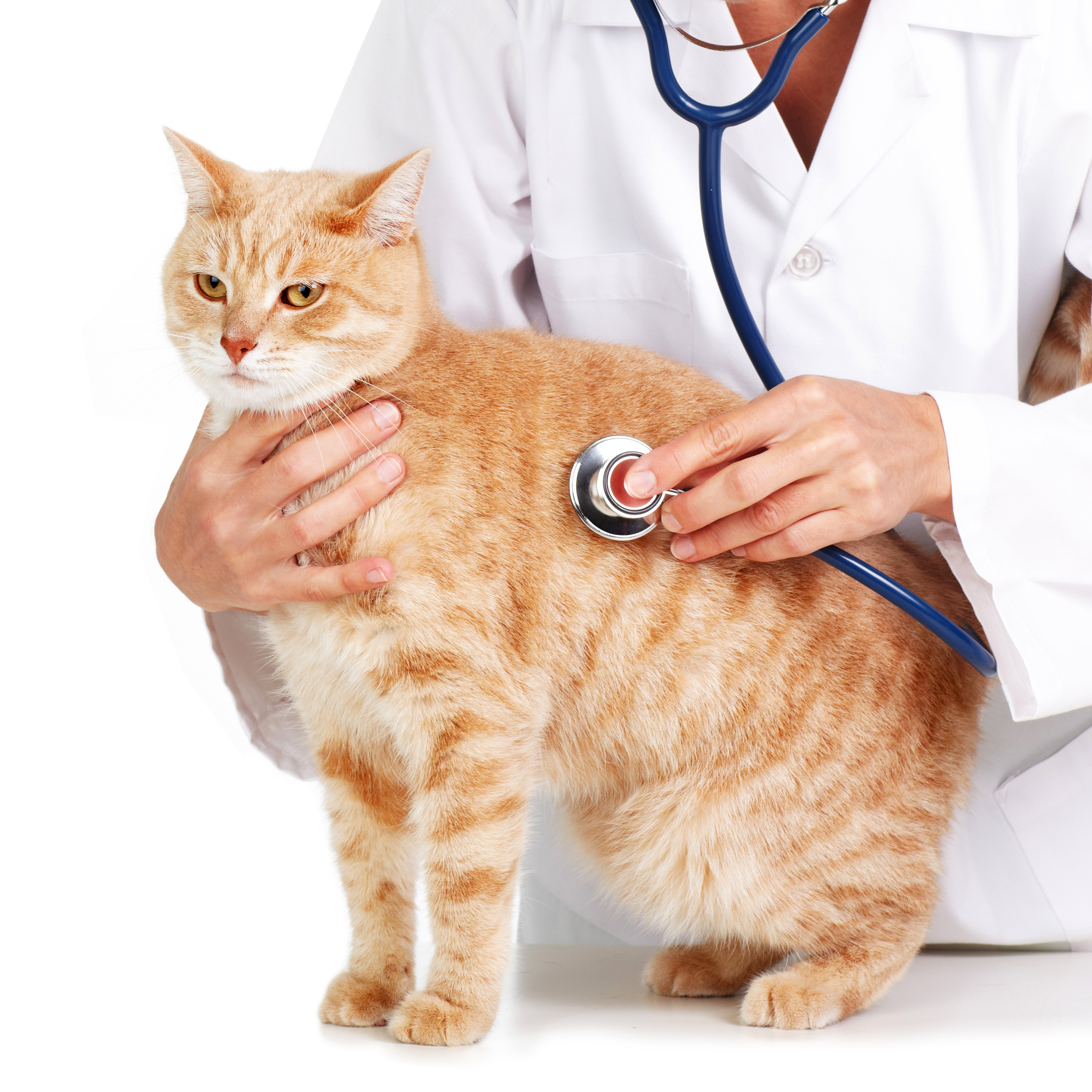 How Often Should Your Cat See a Vet?