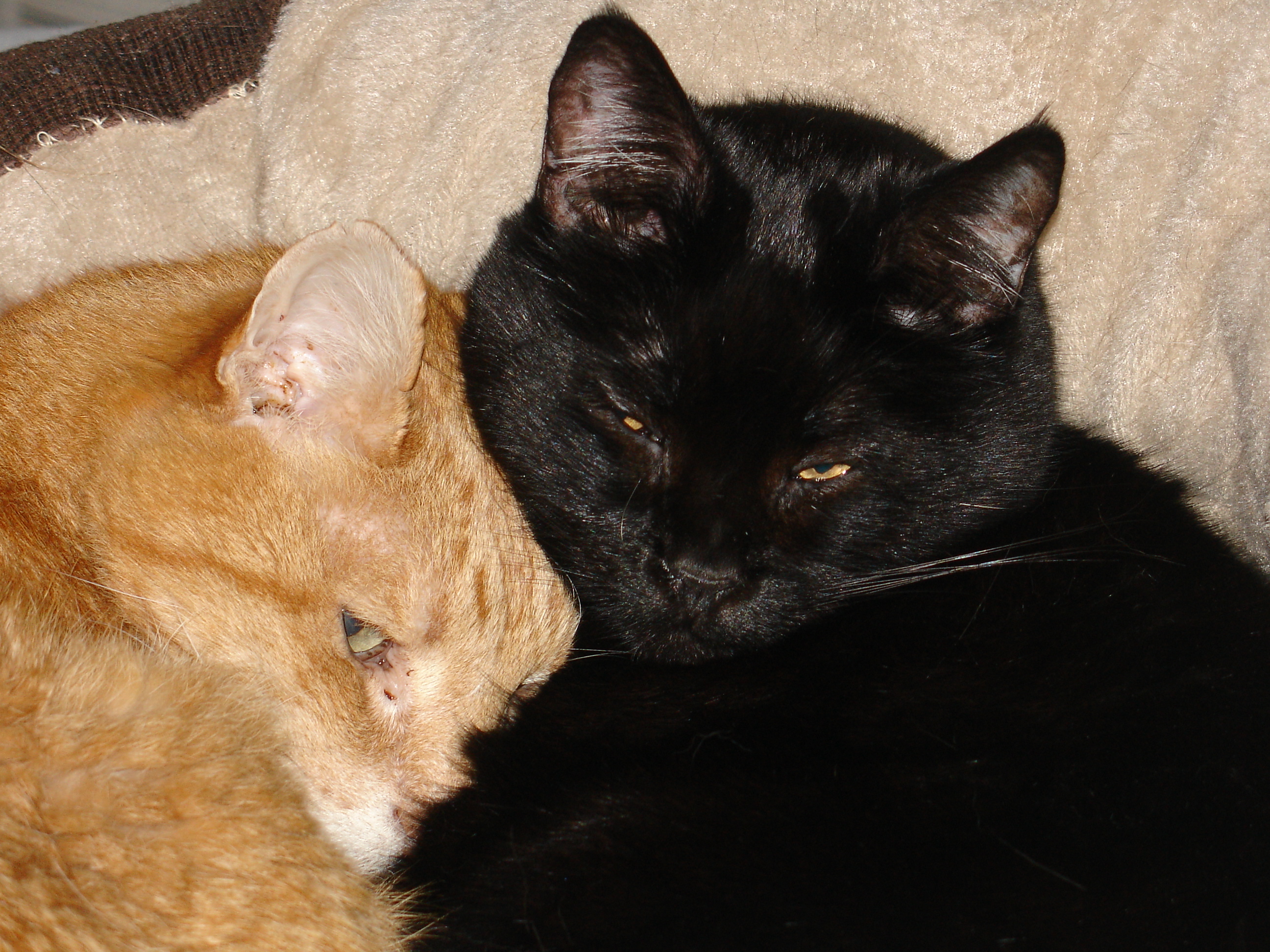 Cat's Comforting Each Other Homeless to Housecats