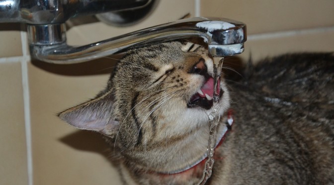 Signs of Dehydration in Cats