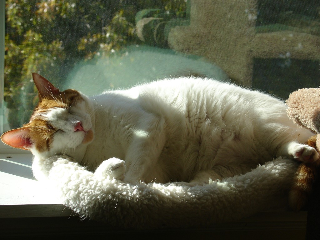 Going on Vacation? Never Leave Your Cat Home Alone