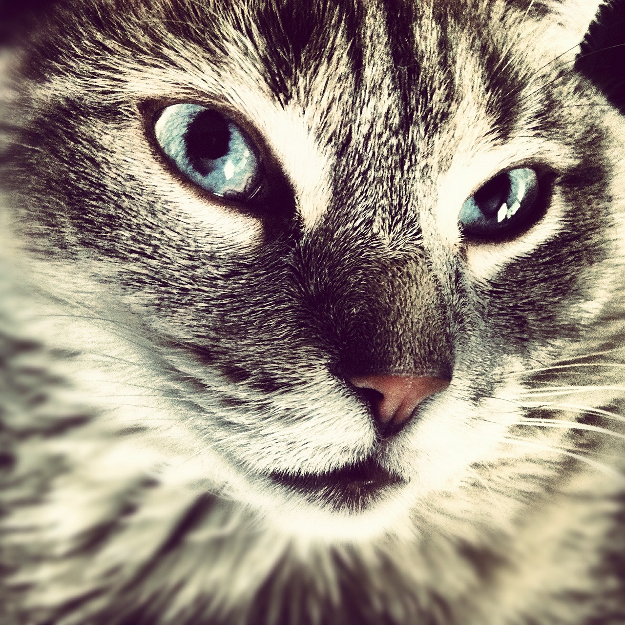 SecondHand Cigarette Smoke Causes Cancer in Cats