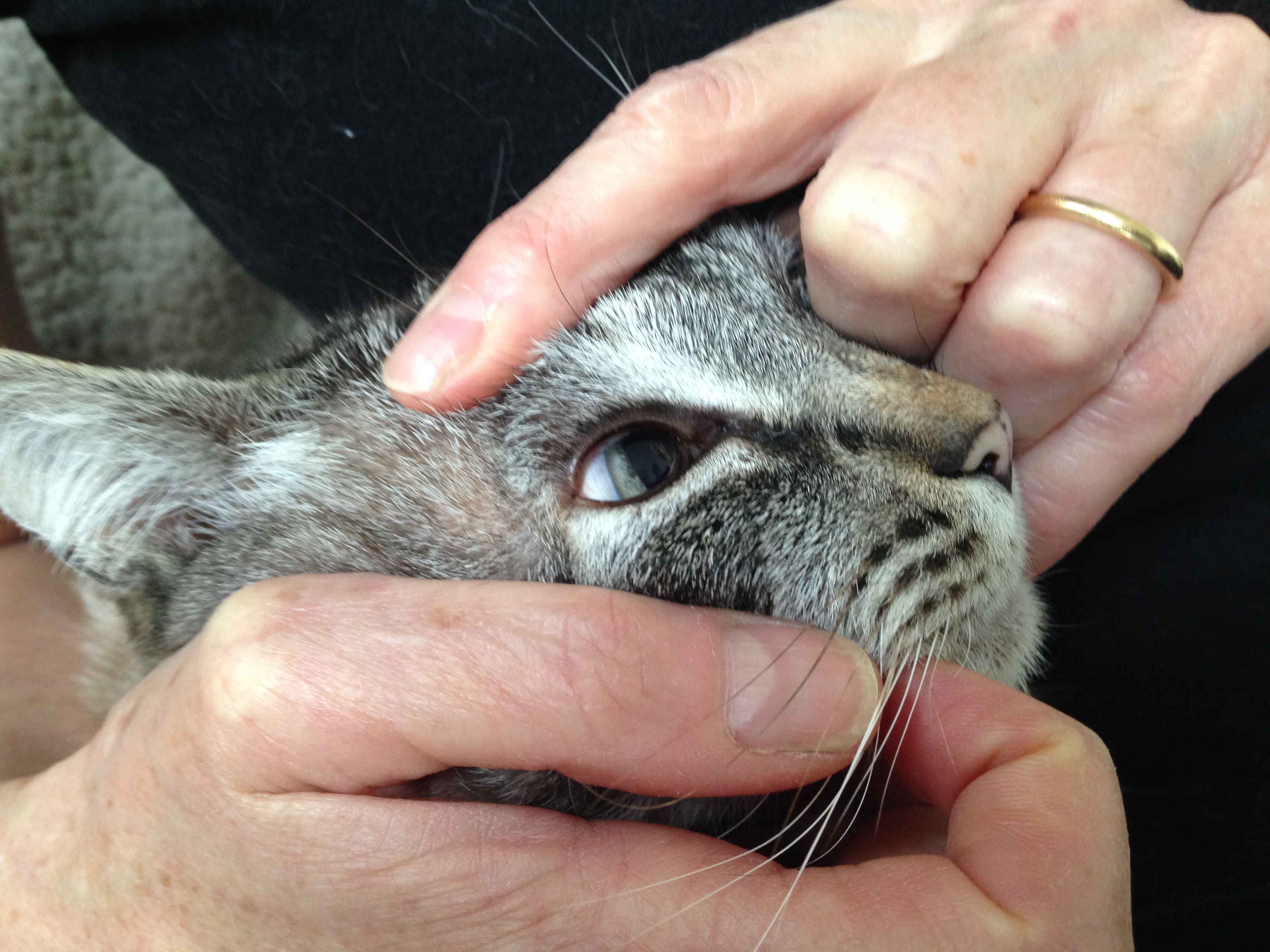 Medical & Health Care Archives Homeless to Housecats