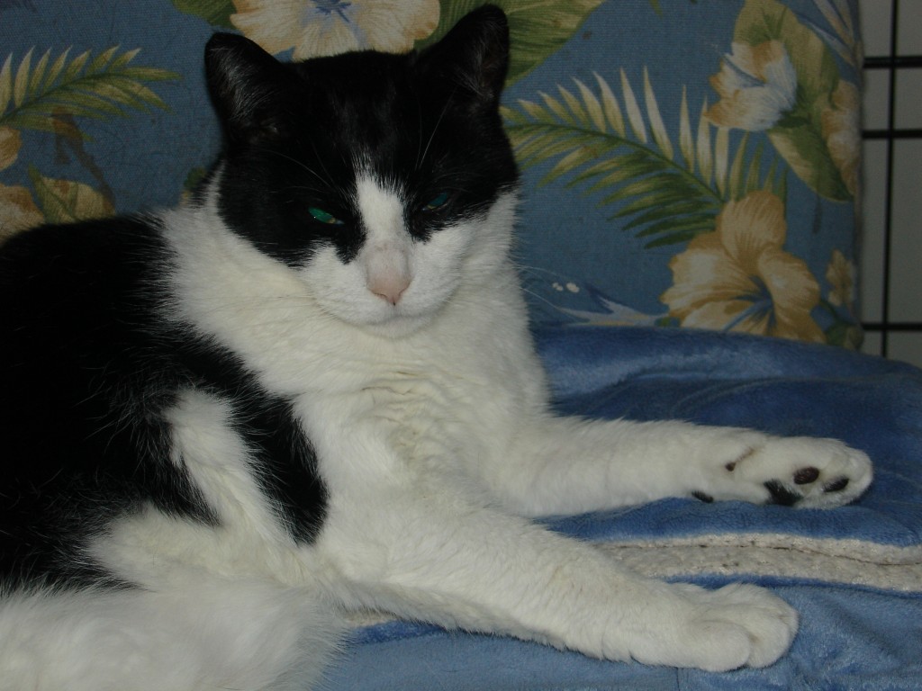 Gallstones, Gallbladder and Bile Duct Inflammation in Cats